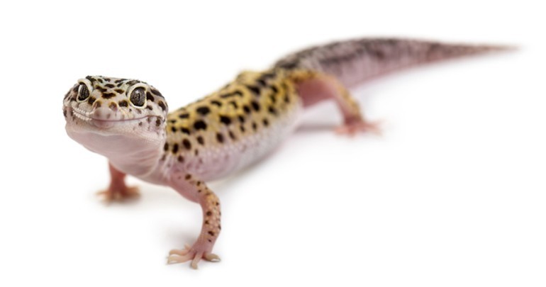 Get rid of wall geckos