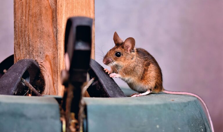 Rat
