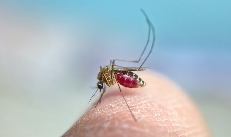 Mosquito